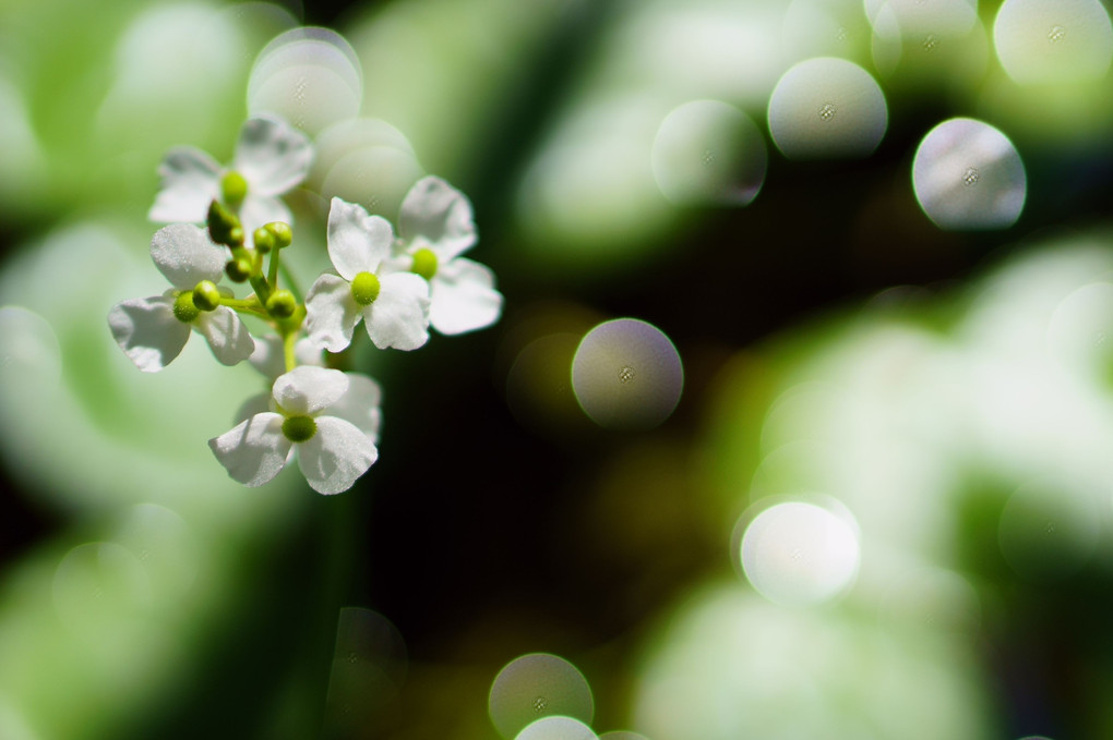 ナガバオモダカの白い花と玉ボケ