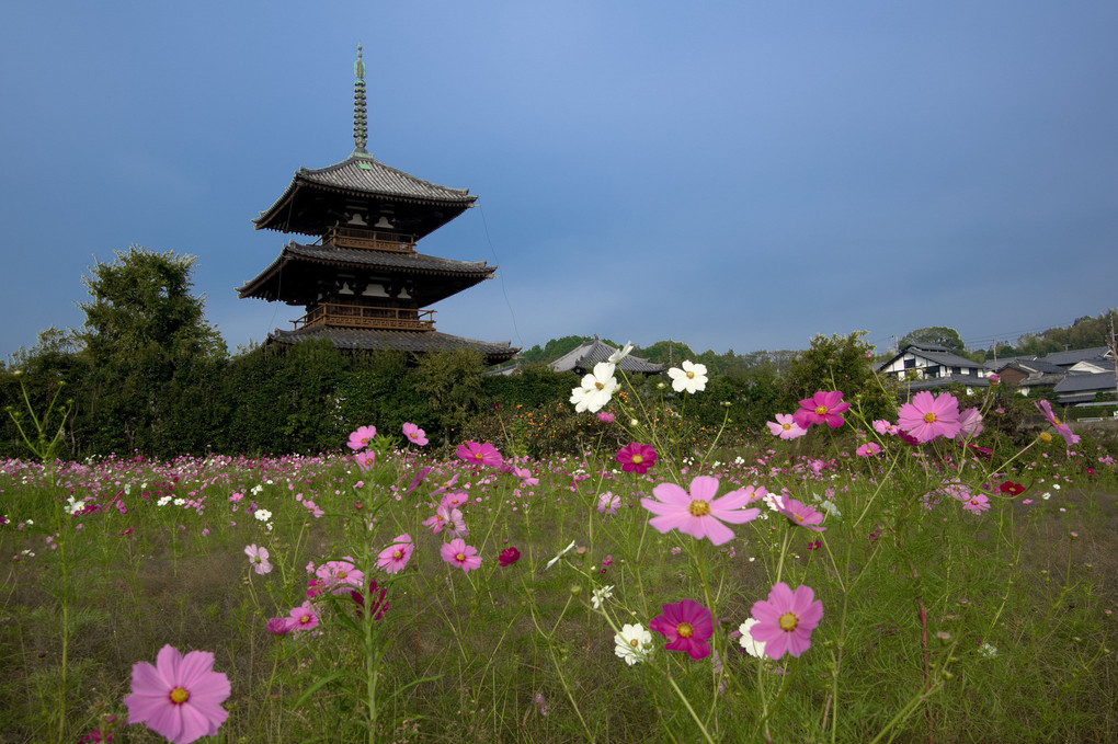法起寺（奈良県）と秋桜