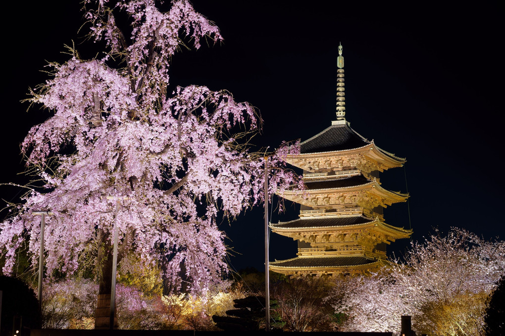 東寺（五重塔）・夜桜ライトアップ
