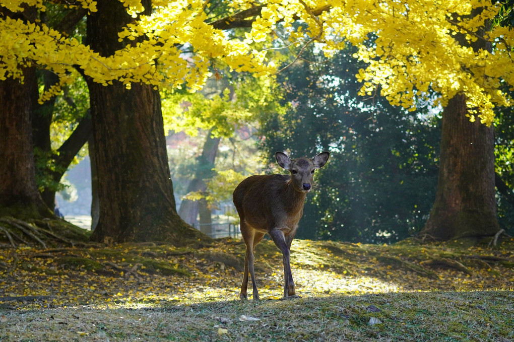 鹿活の日（奈良公園での鹿撮影）