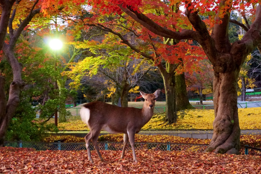 紅葉と鹿（晩秋）