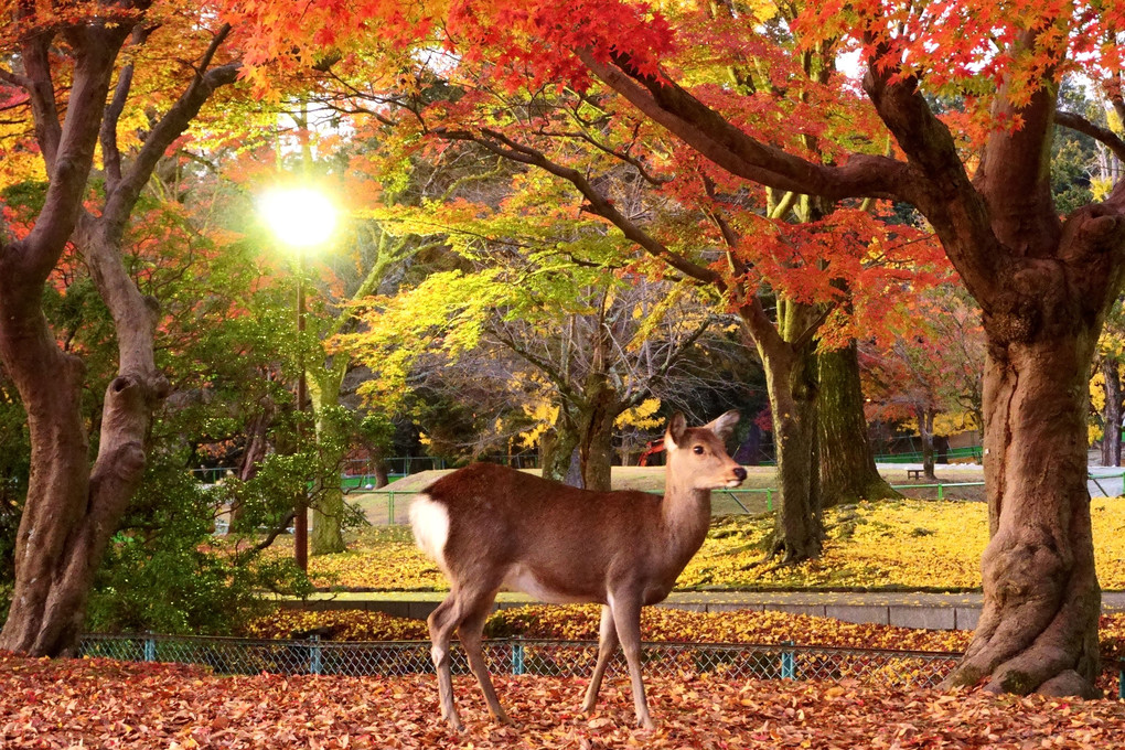 紅葉と鹿（晩秋）