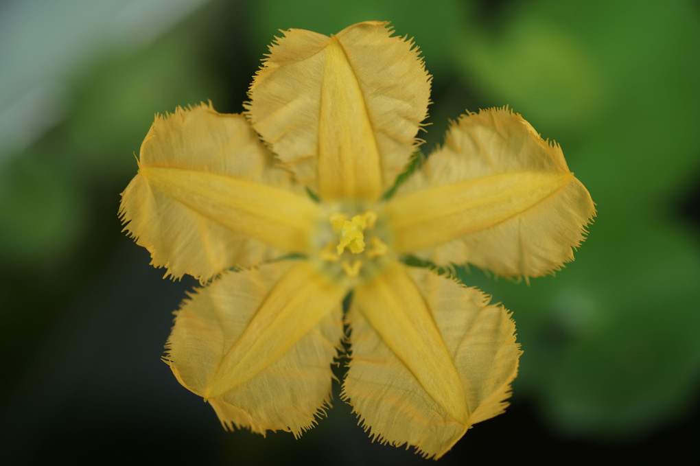アサザの黄色い花