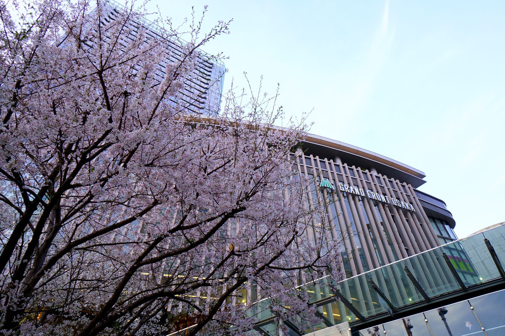 大阪グランフロントの桜