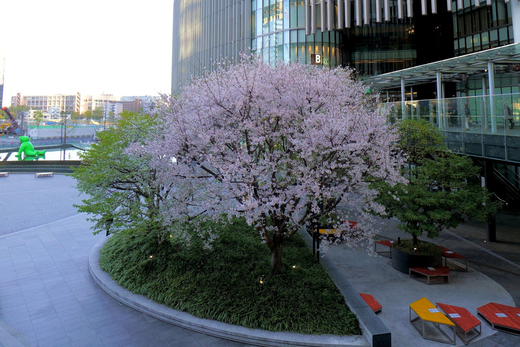 大阪グランフロントの桜