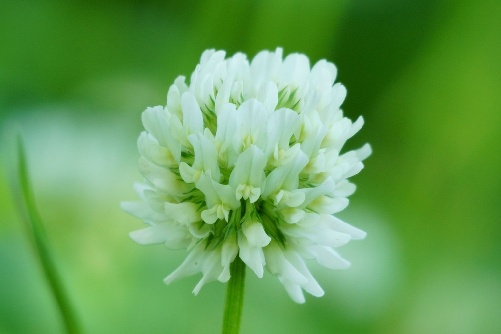 植物図鑑「らんまん」