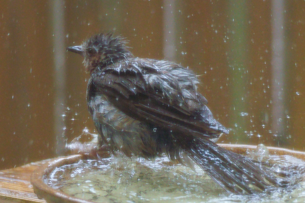 ヒヨドリの水浴び