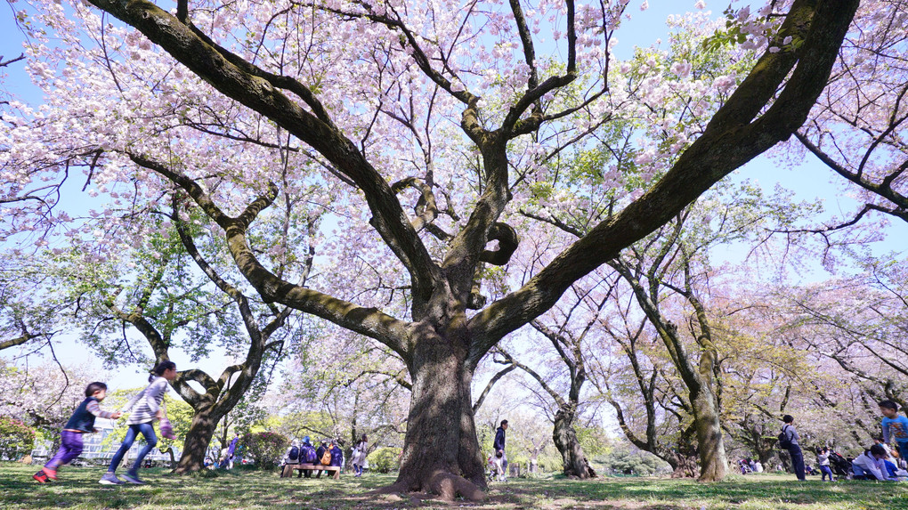 大きな桜の木の下で