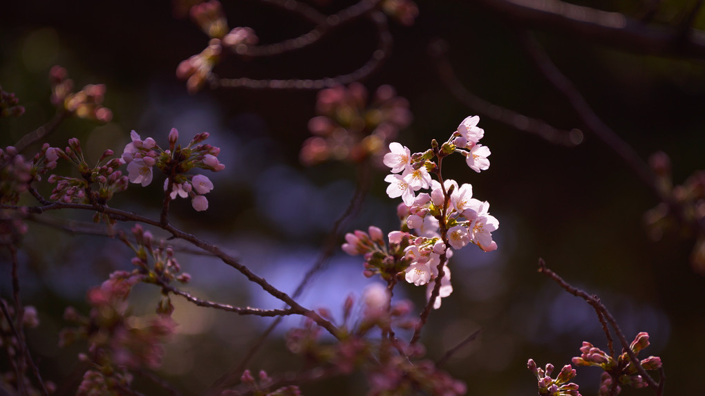 リーゼントクラブ限定【O講師による 今年の桜をもっと美しく】chelsea公開処刑編