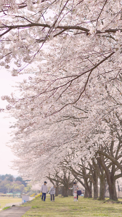 リーゼントクラブ限定【O講師による 今年の桜をもっと美しく】chelsea公開処刑編