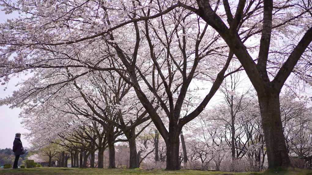 リーゼントクラブ限定【O講師による 今年の桜をもっと美しく】chelsea公開処刑編