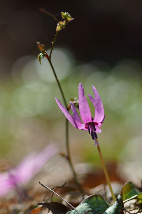 早春の花