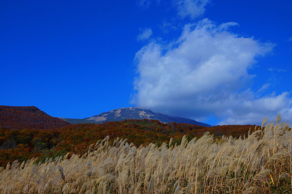 鳥海山麓