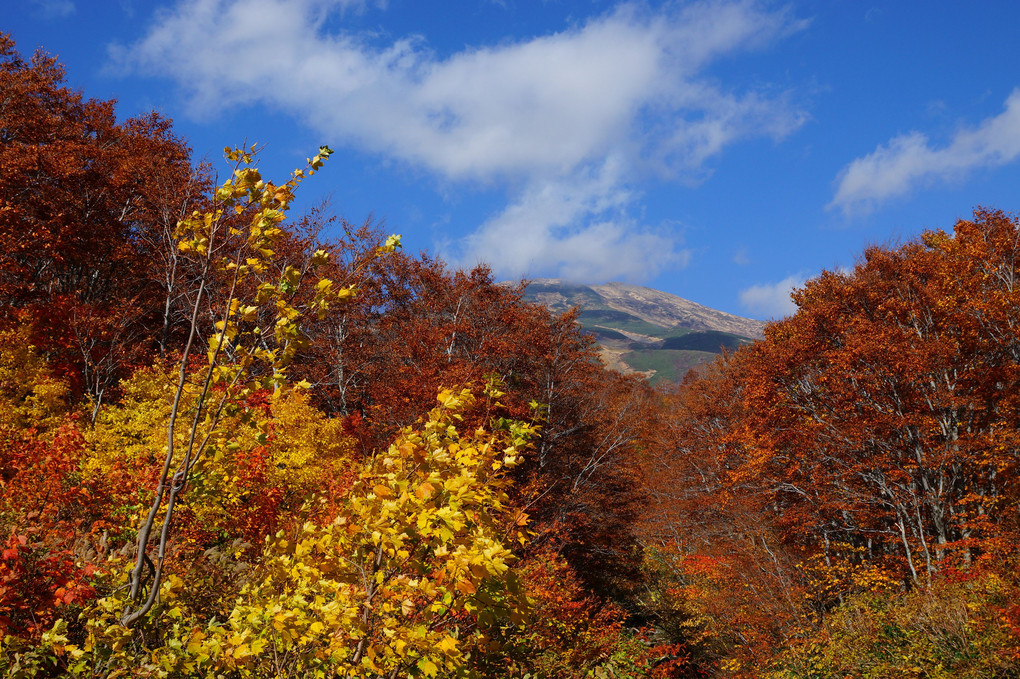 鳥海山麓