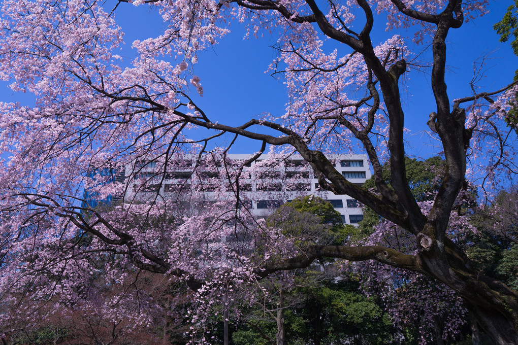 ～東京の桜　撮影ツアー～　#3