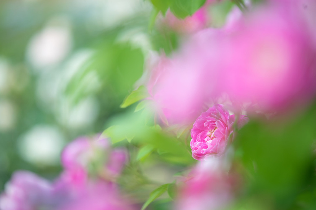 幻想薔薇写真展　４６