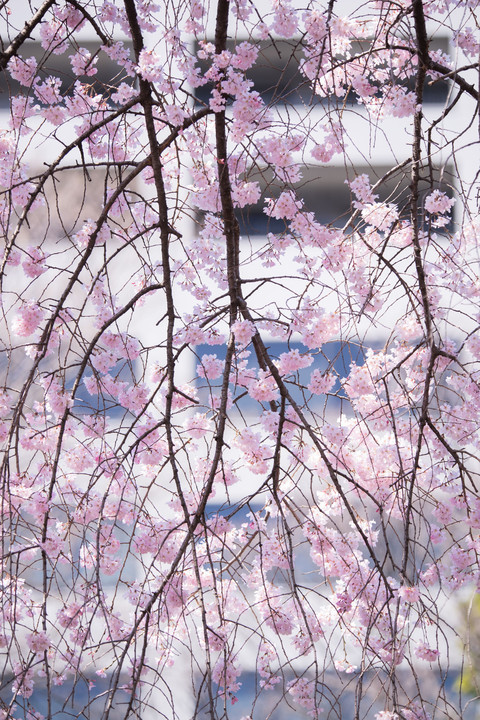 ～東京の桜　撮影ツアー～　#４