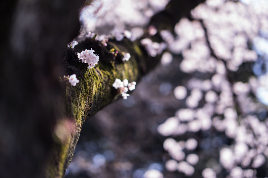 ～東京の桜　撮影ツアー～　#７