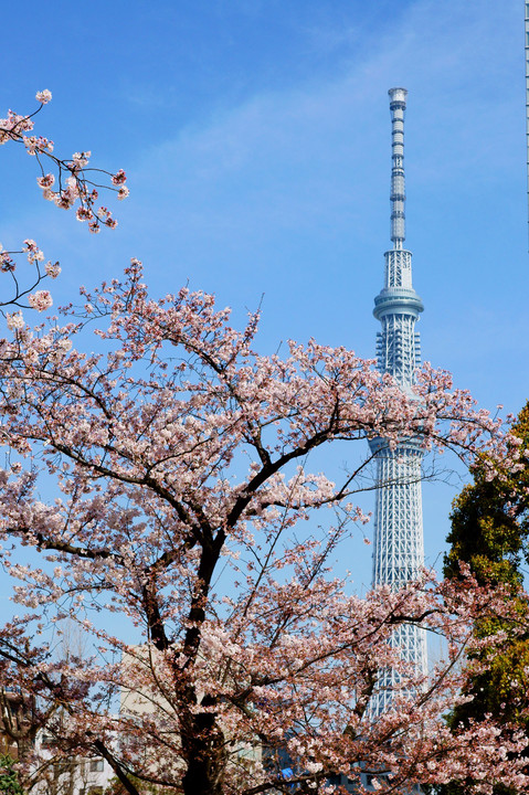 2016年東東京の桜