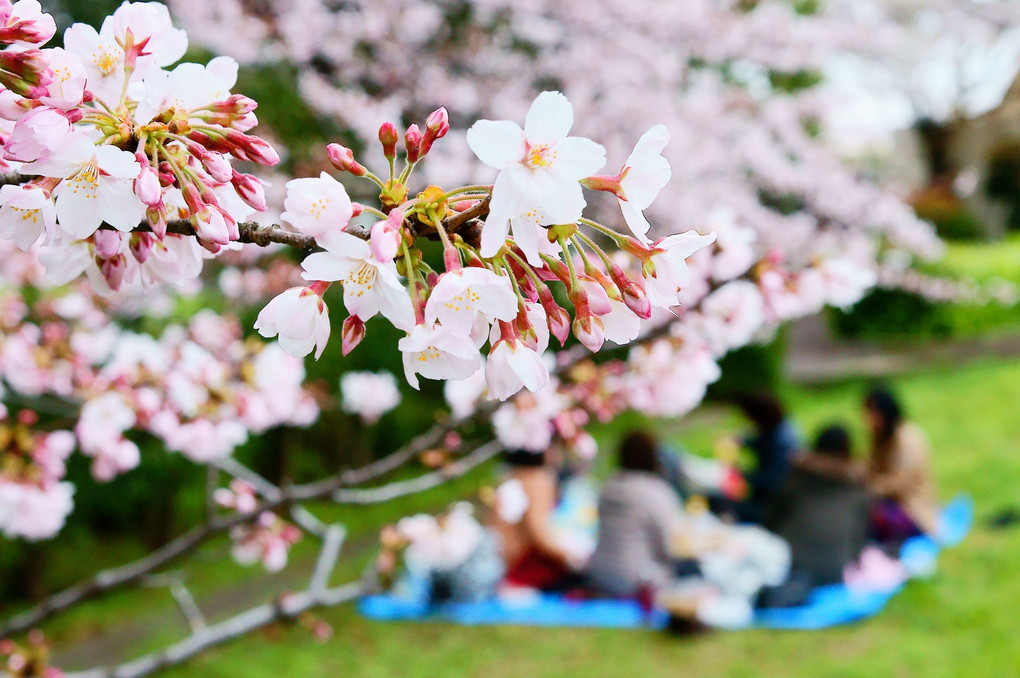 2016年東東京の桜