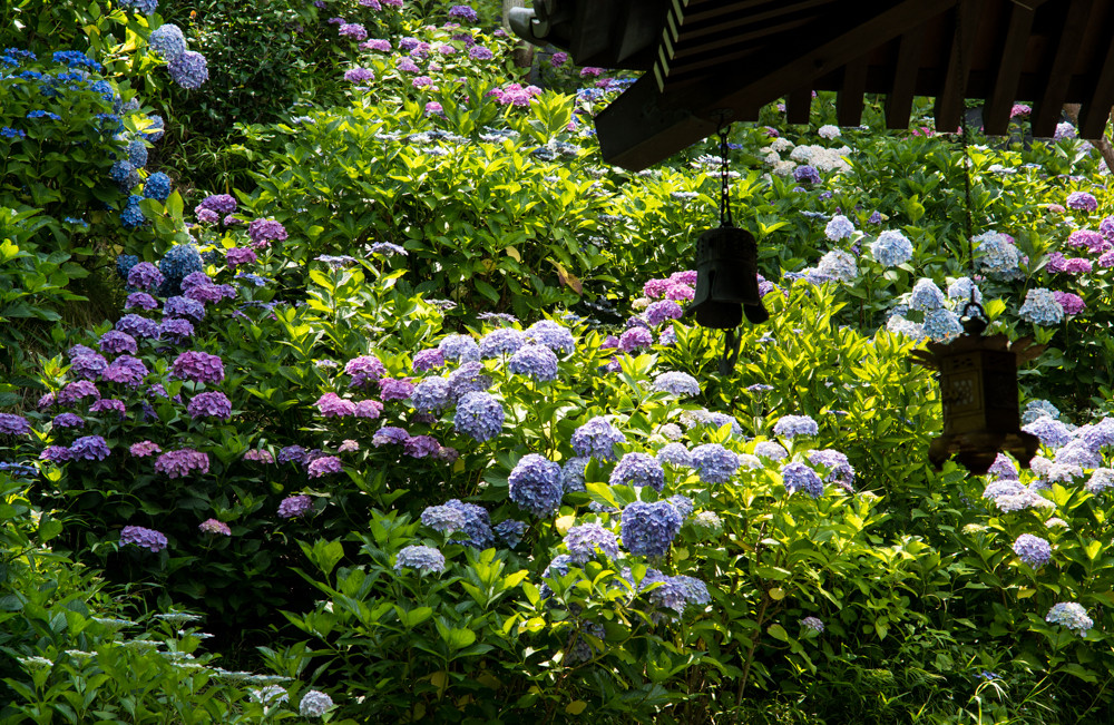 鎌倉の紫陽花