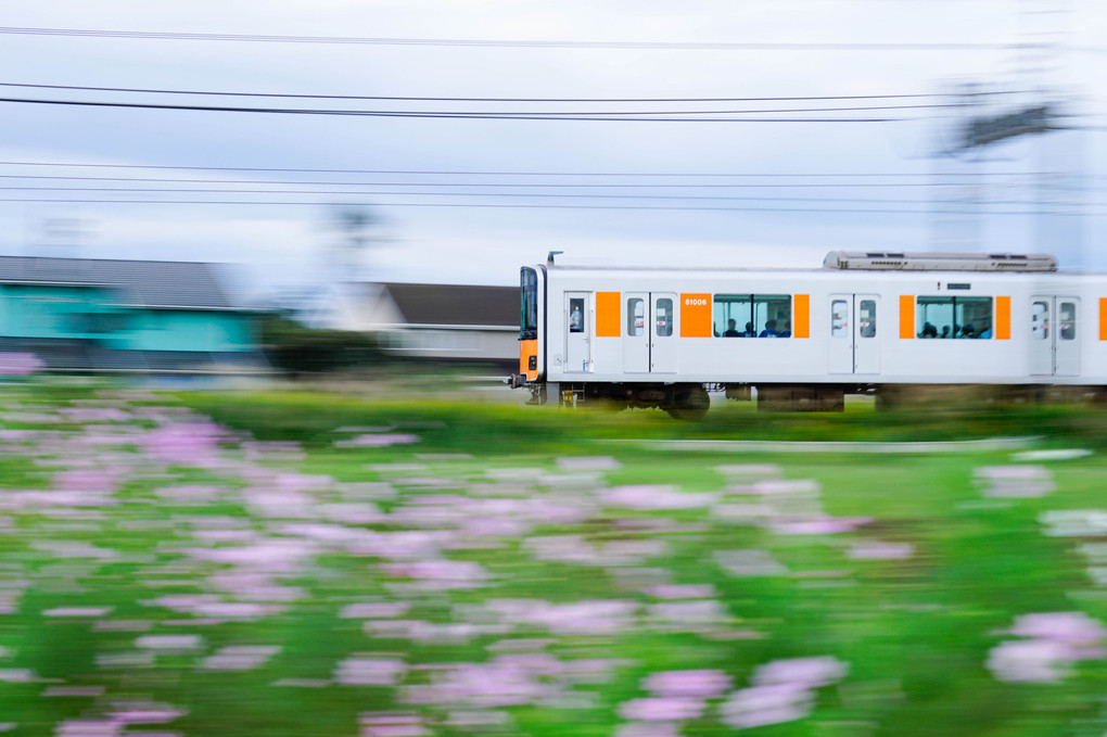 秋桜列車