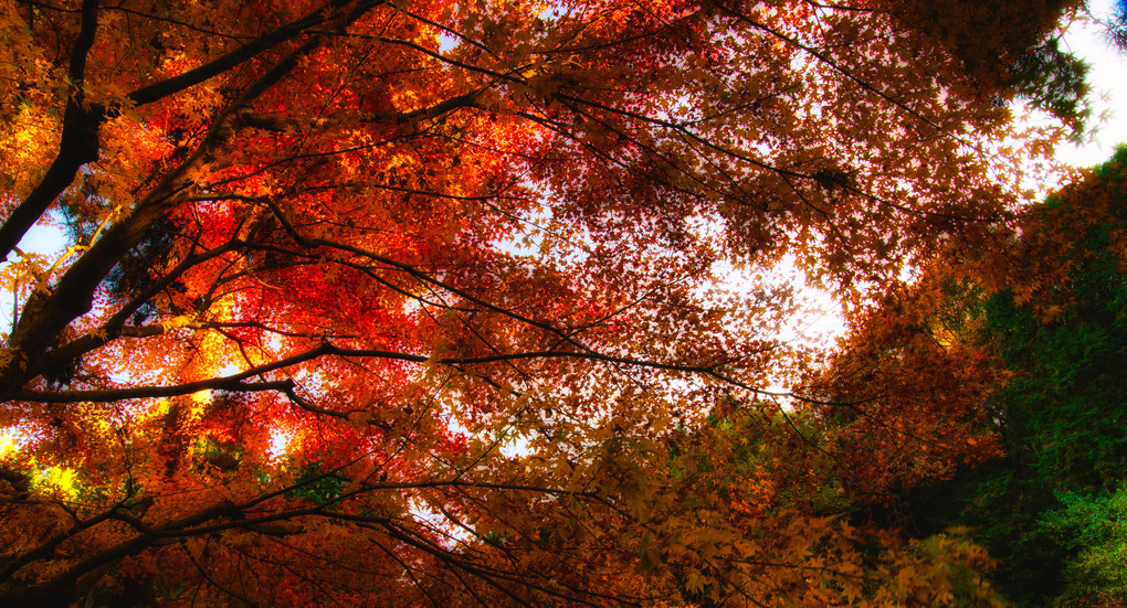 Autumn leaves Ⅱ