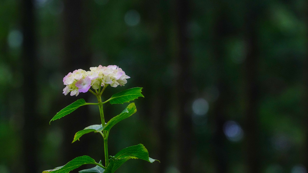 Hydrangeas world Ⅱ