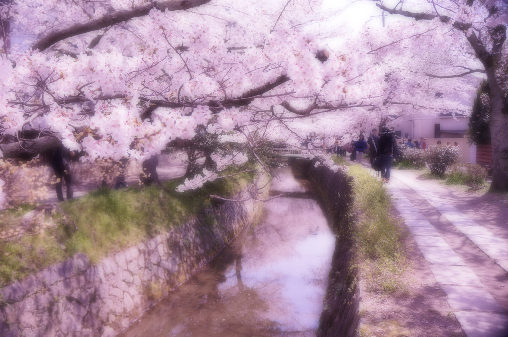 桜の道（哲学の道）
