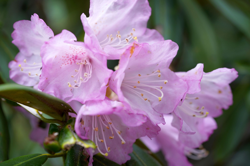 ６月の花