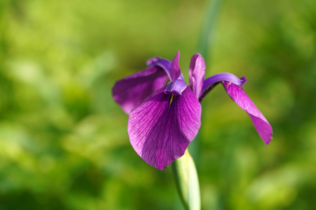 赤城山と榛名山の花たち