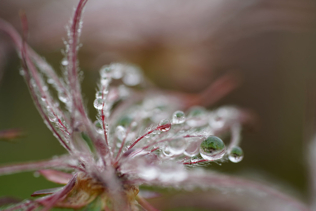 水滴の花たち