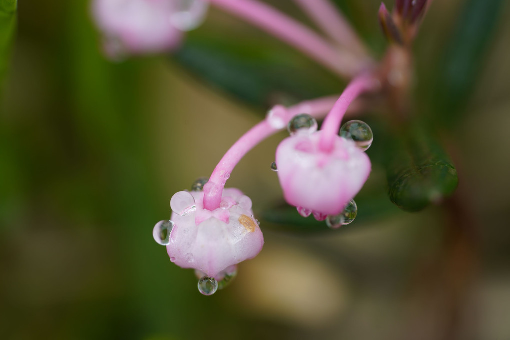 水滴の花たち