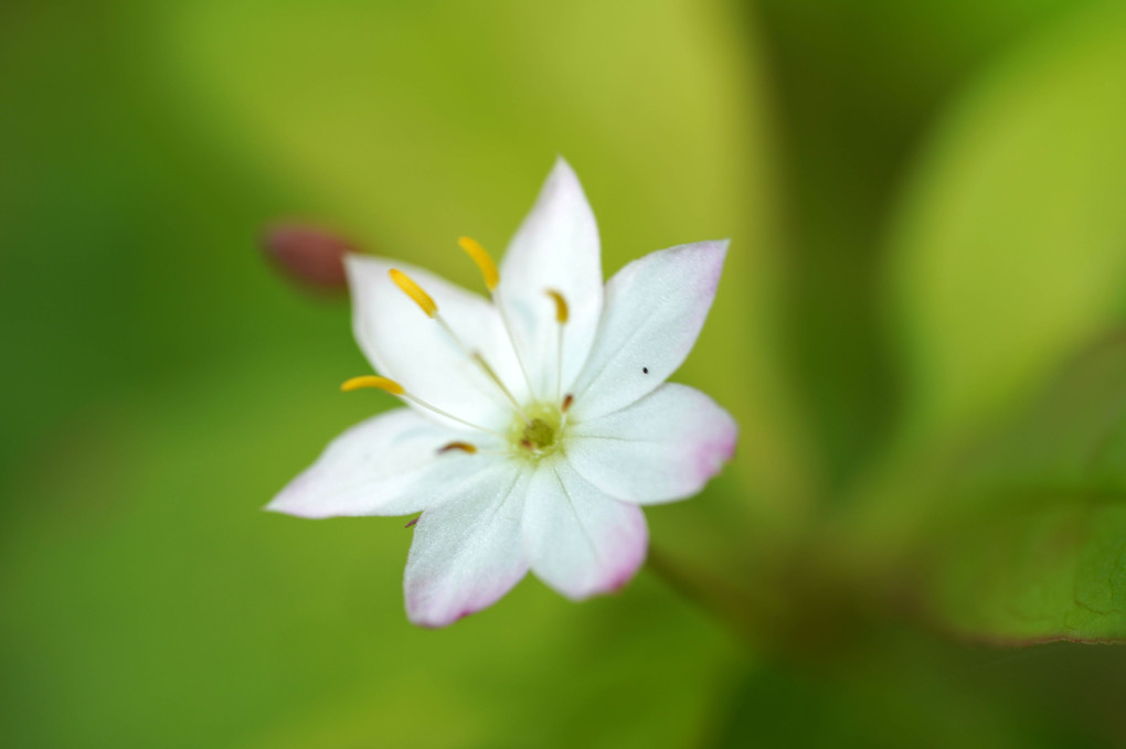 池ノ平の花たち。