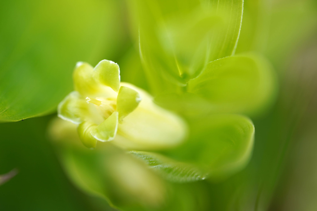 池ノ平の花たち。