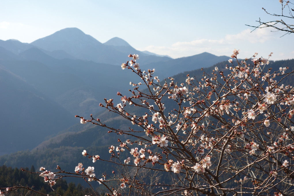 御荷鉾山と冬桜