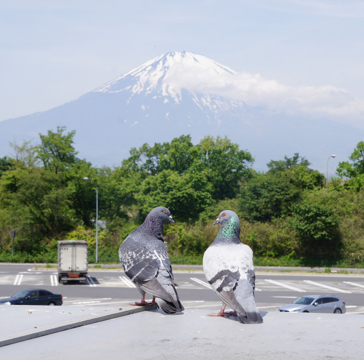 富士山と鳩