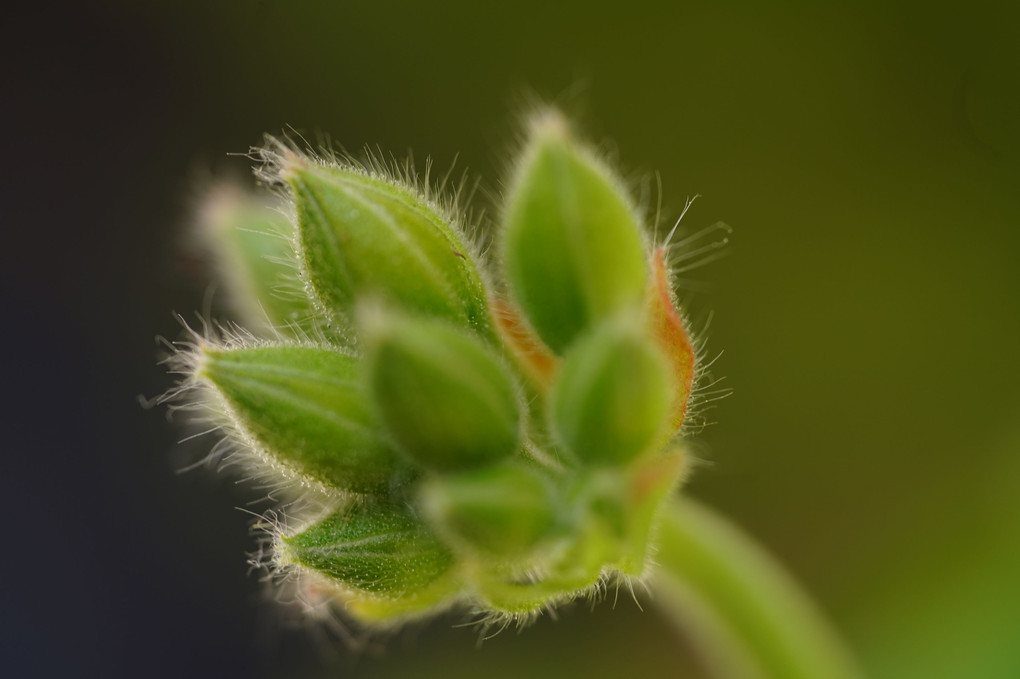 Geranium