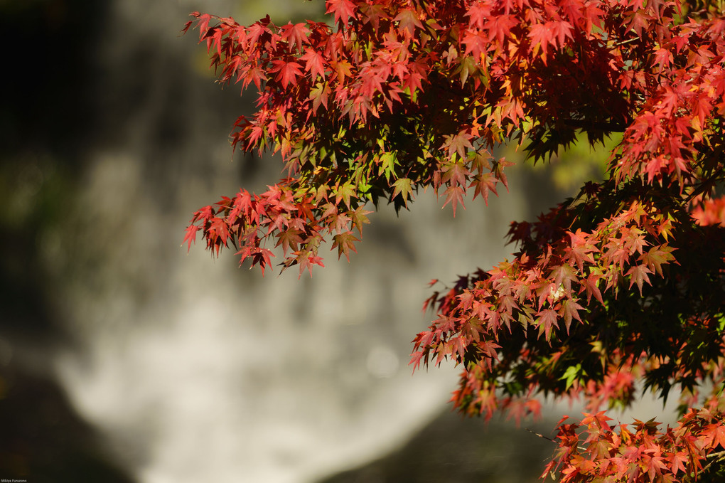 耶馬溪の紅葉