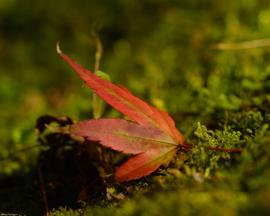 耶馬溪の紅葉