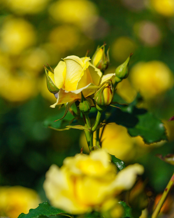 薔薇の美しい季節になりました。