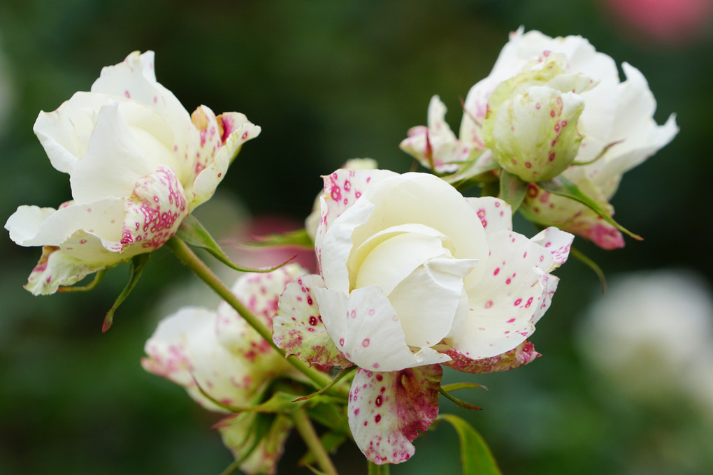 満開の薔薇