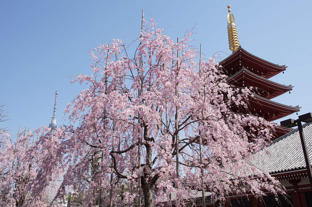 浅草寺の枝垂れ桜