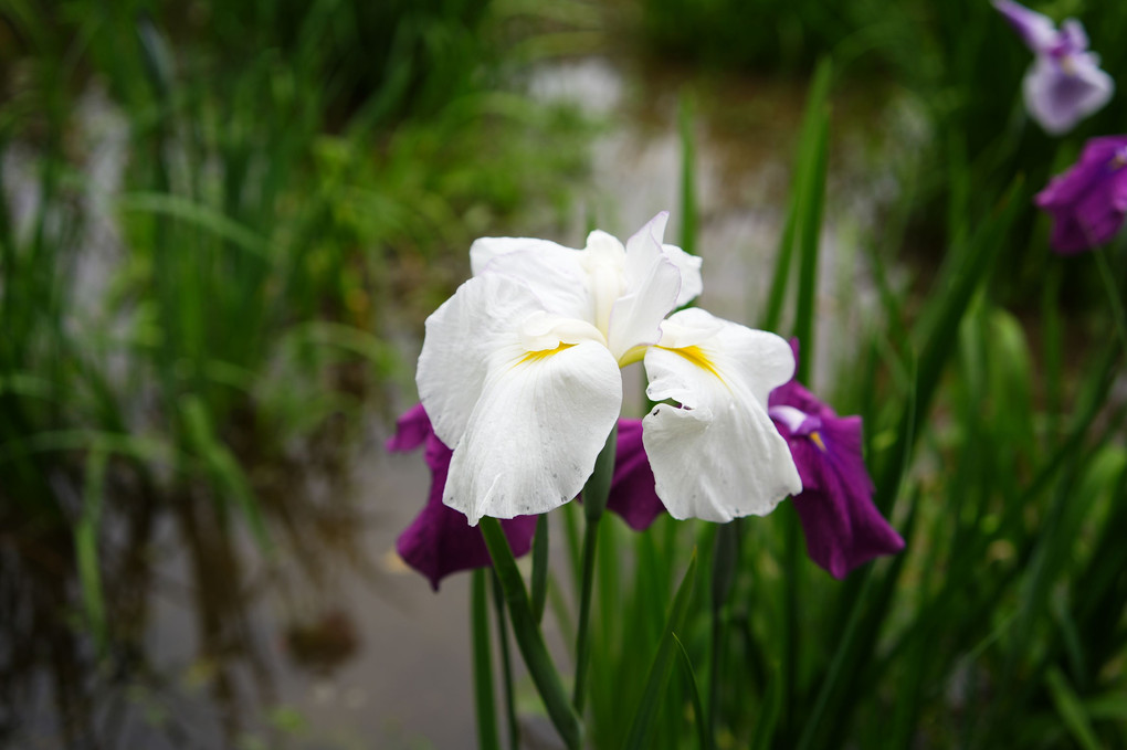 相模原公園の花菖蒲