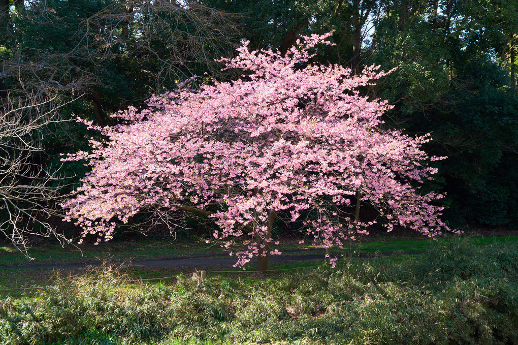 河津桜の大木