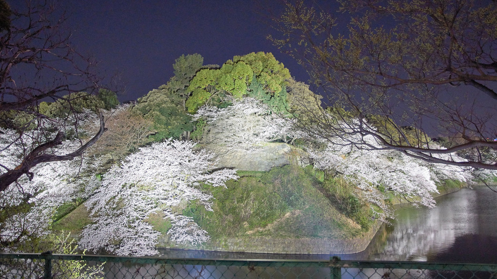 千鳥ヶ淵の夜桜－２