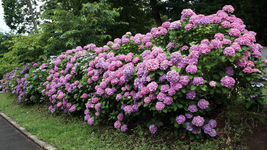 綾瀬市小園公園の紫陽花