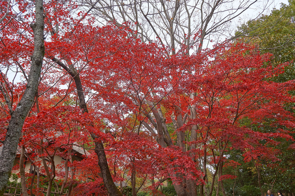 生田緑地の紅葉（２）