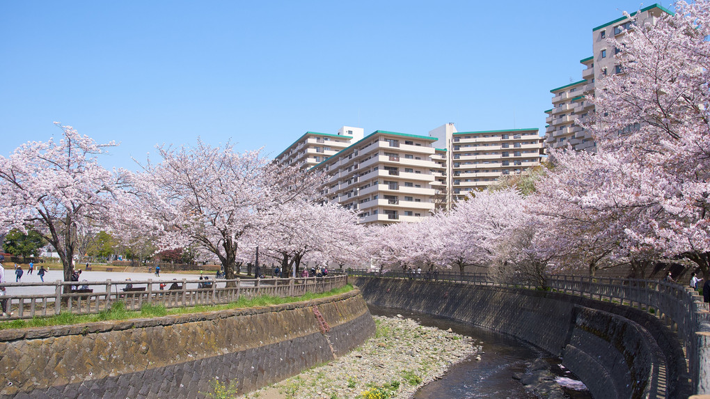目久尻川沿いの桜