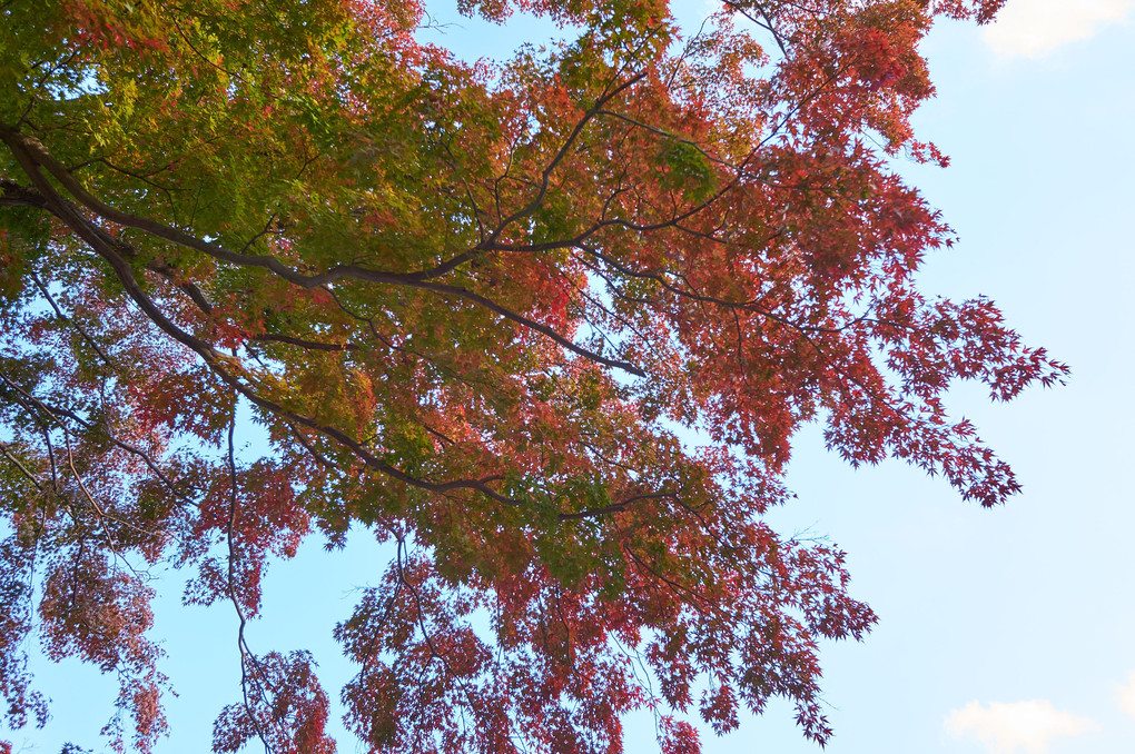 厚木 飯山温泉の紅葉